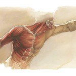 Réalisation d'un écorché, d'après 'Gladiateur Borghèse', statue grecque de l'époque hellénistique, œuvre d'Agasias d'Éphèse, exposée au musée du Louvre.